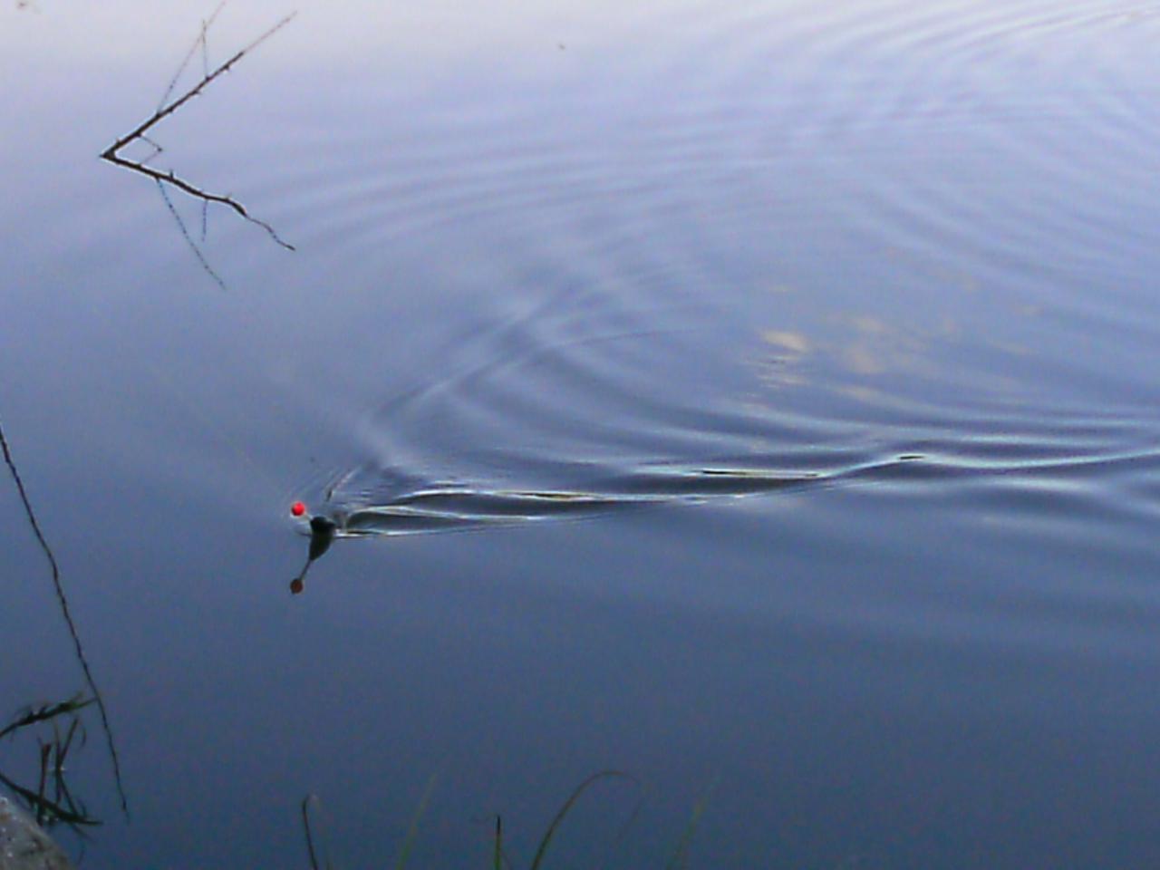 2013-08-11(100)
