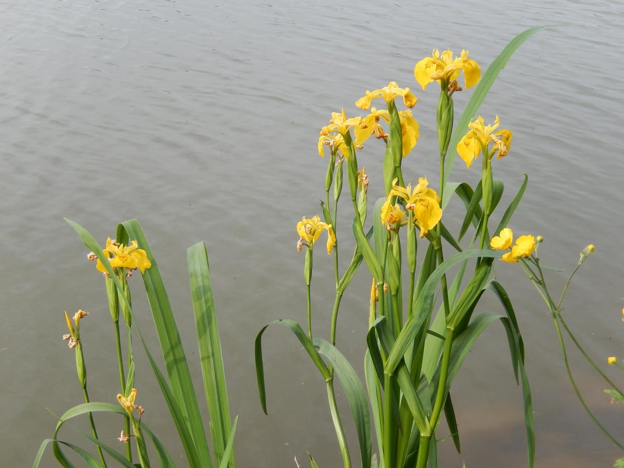 2015-05-14 (A54)