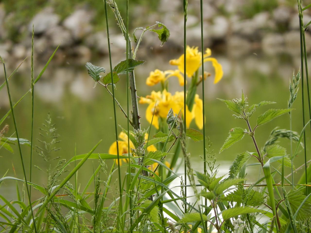 2015-05-14 (A61)