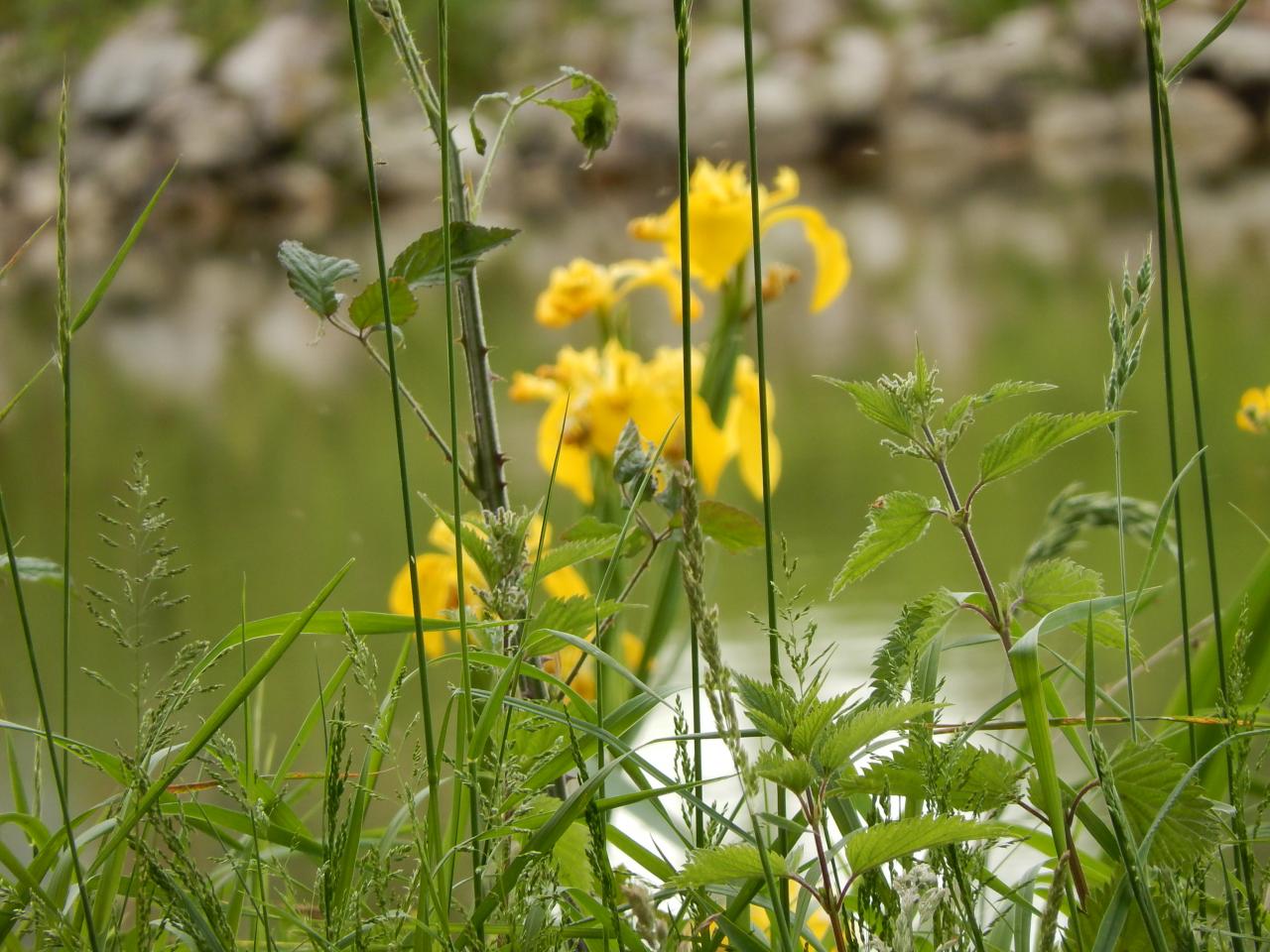 2015-05-14 (A63)