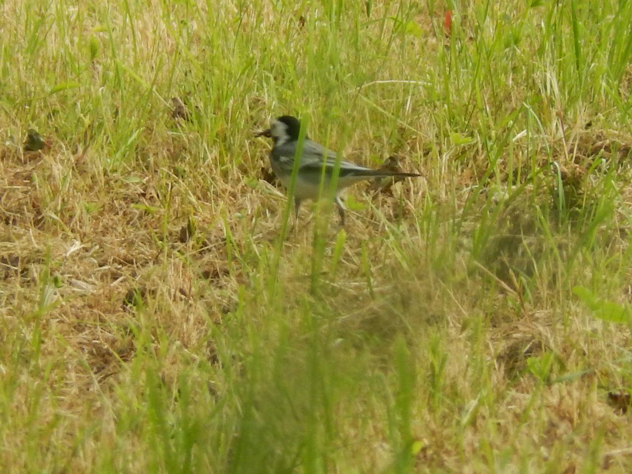 2015-05-14 (A69)