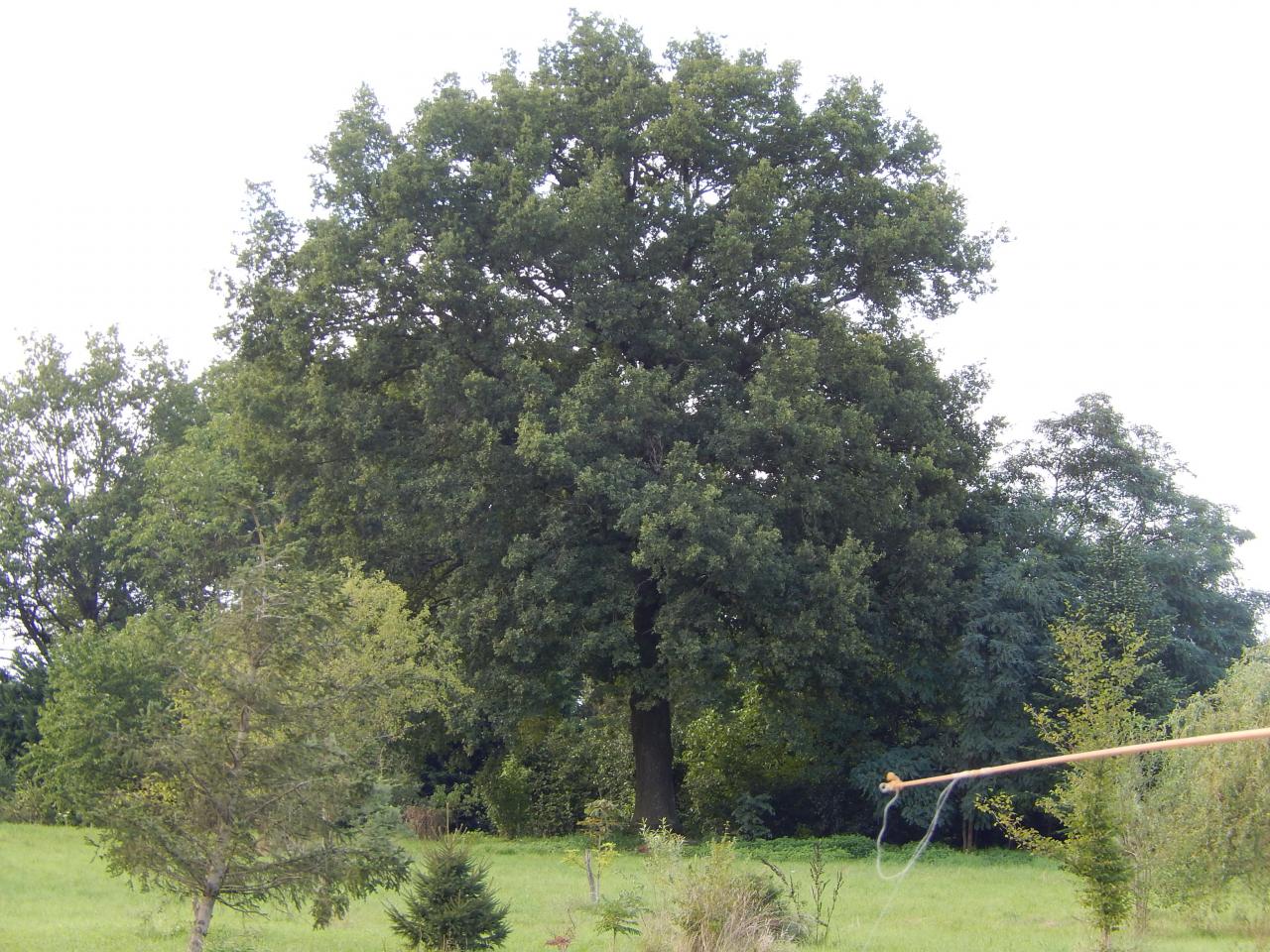 DSCN5202