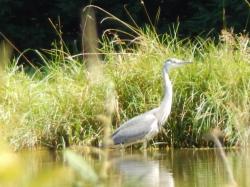 2013-08-15-heron6.jpg