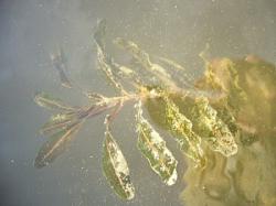 Potamogeton-crispus.jpg