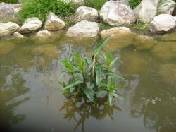 plante1.jpg