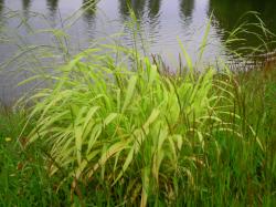 planteb5.jpg planteb5.jpg