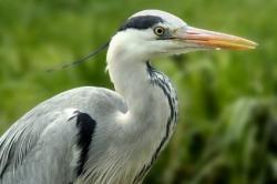 Tete heron 0